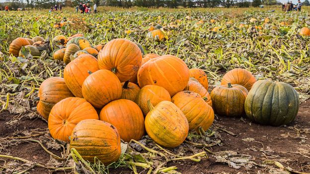 Pumkin